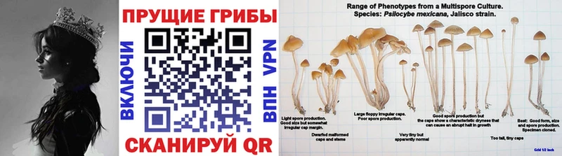 Псилоцибиновые грибы MAGIC MUSHROOMS  закладка  Катав-Ивановск 